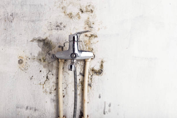 Biddeford, ME Mold Removal Company