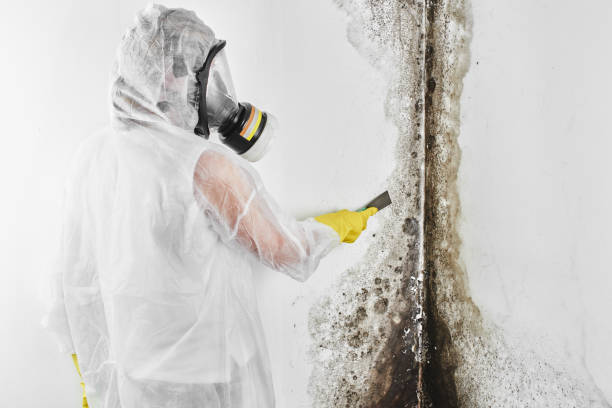 Best Professional Mold Removal  in Biddeford, ME