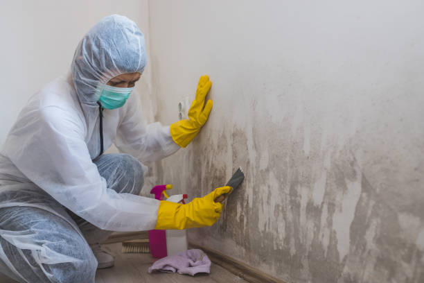 Best Professional Mold Removal  in Biddeford, ME