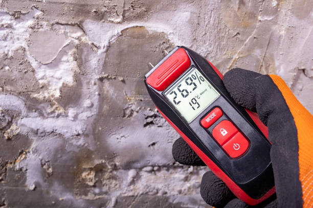 Best Mold Damage Repair  in Biddeford, ME