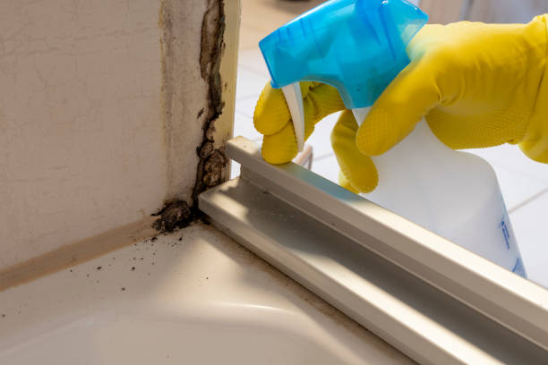 Best Commercial Mold Removal  in Biddeford, ME