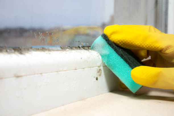 Best Toxic Mold Removal  in Biddeford, ME