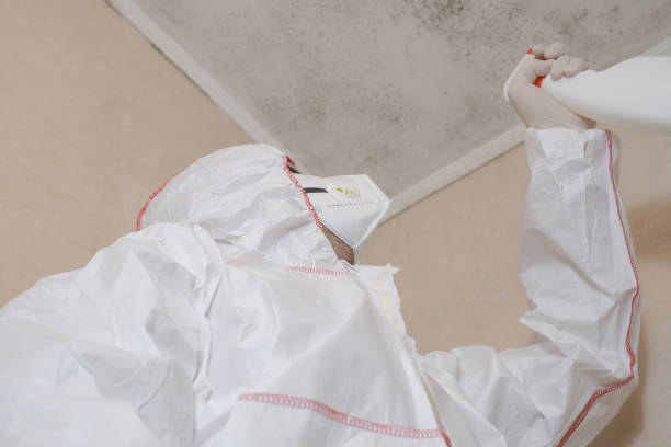 Best Fast Mold Removal  in Biddeford, ME