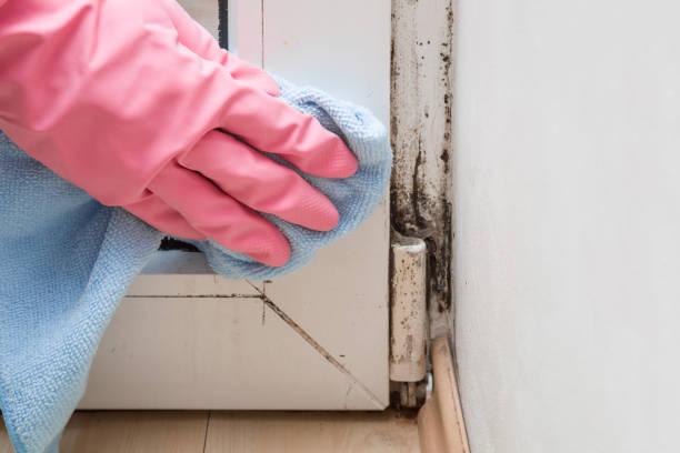 Best Black Mold Removal  in Biddeford, ME