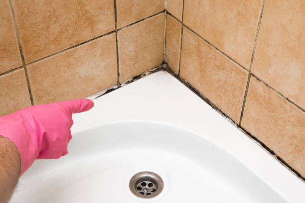 Best Toxic Mold Removal  in Biddeford, ME